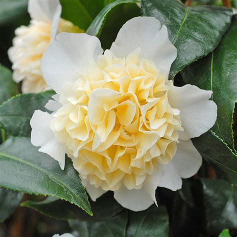 camelia k uk.